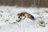 ALASKAN MALAMUTE 309